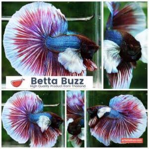 Betta fish Purple Salamander Dumbo HM