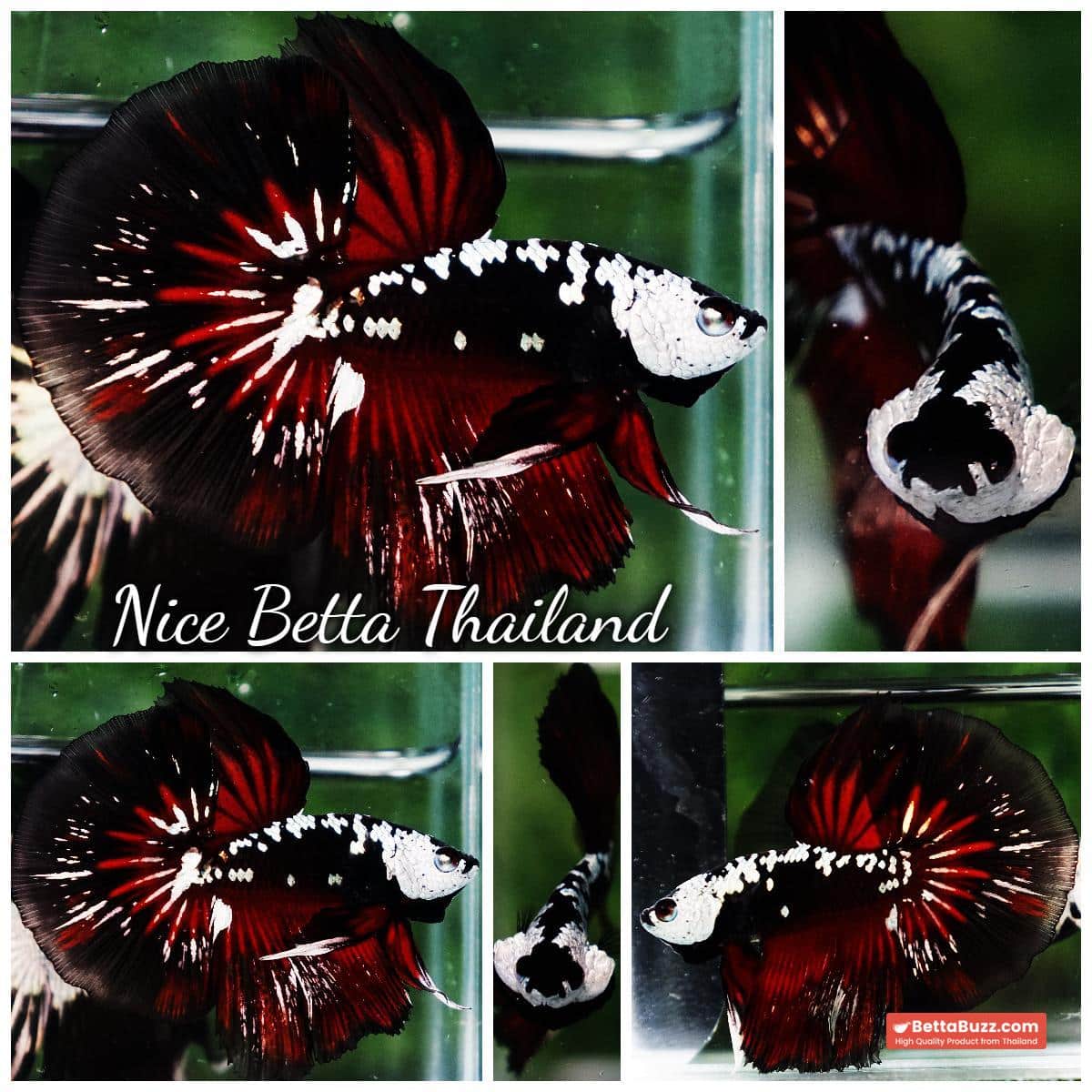 Betta fish Rare Vampire Shadow Black Samurai - Image 11