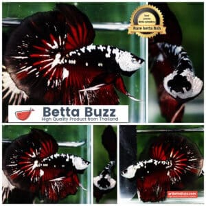 Betta fish Rare Vampire Shadow Black Samurai