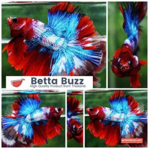 Betta fish Fancy Red Koi Sky Hawk OHM