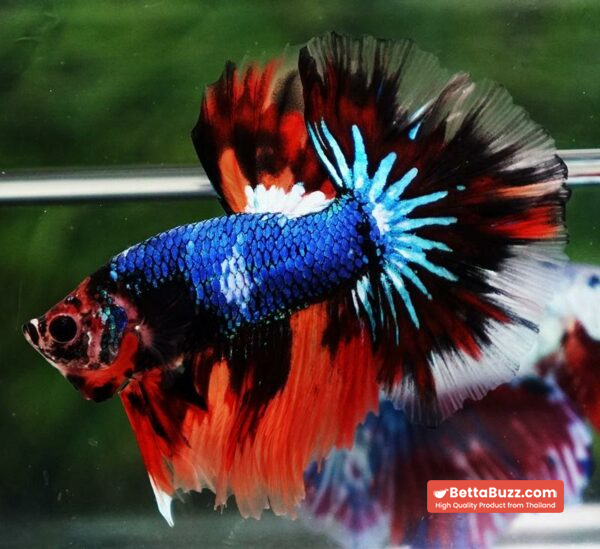 Betta fish OHM Multicolor Fancy Emerald - Image 5