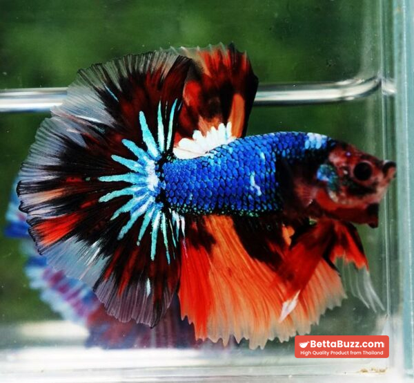 Betta fish OHM Multicolor Fancy Emerald - Image 4