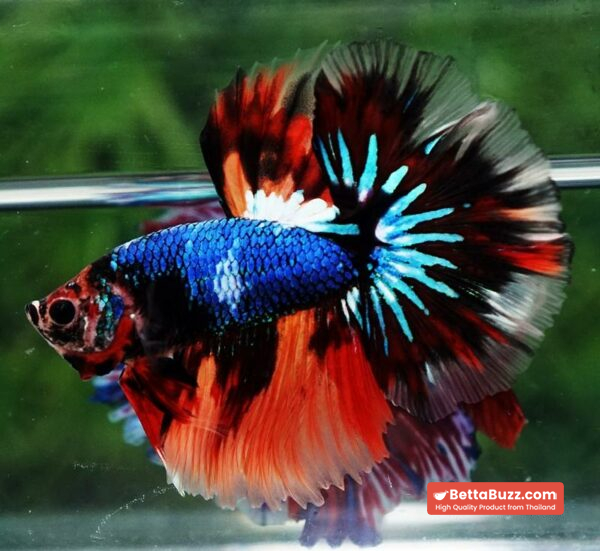 Betta fish OHM Multicolor Fancy Emerald - Image 3