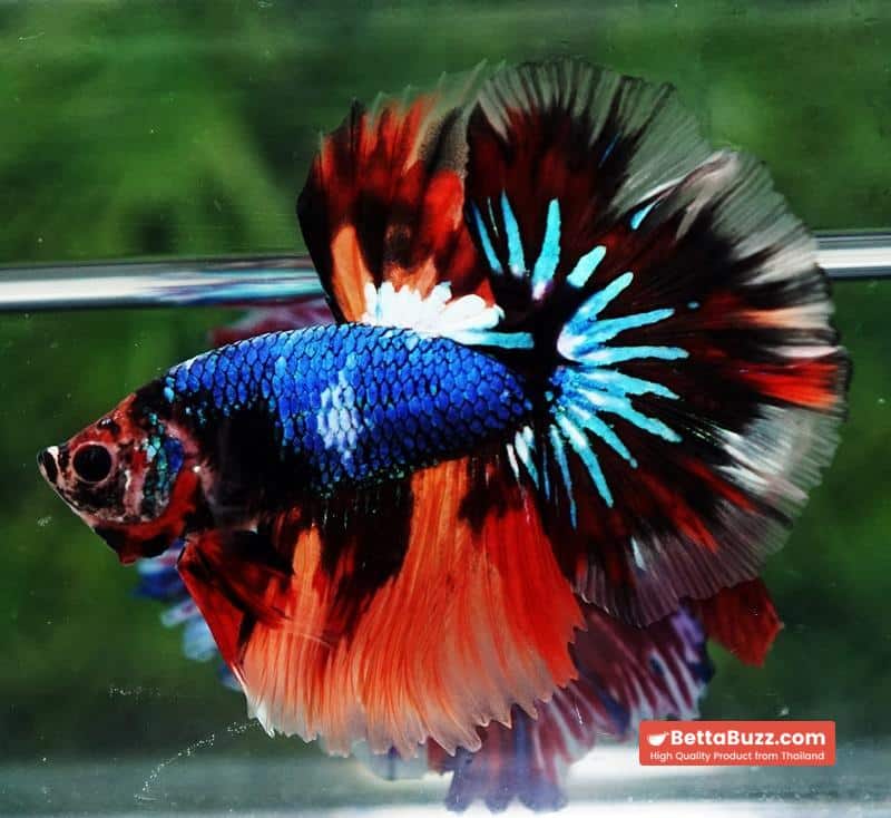 Betta fish OHM Multicolor Fancy Emerald - Image 3