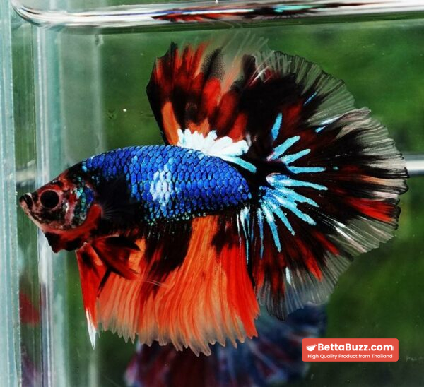 Betta fish OHM Multicolor Fancy Emerald - Image 7