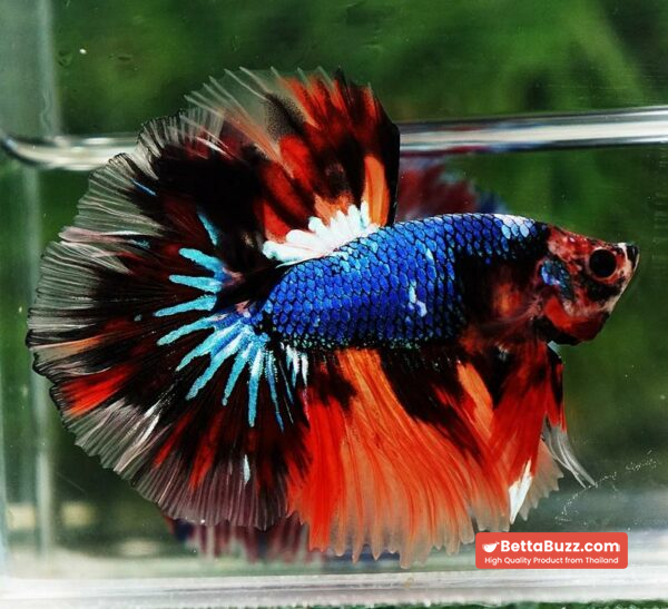 Betta fish OHM Multicolor Fancy Emerald - Image 2