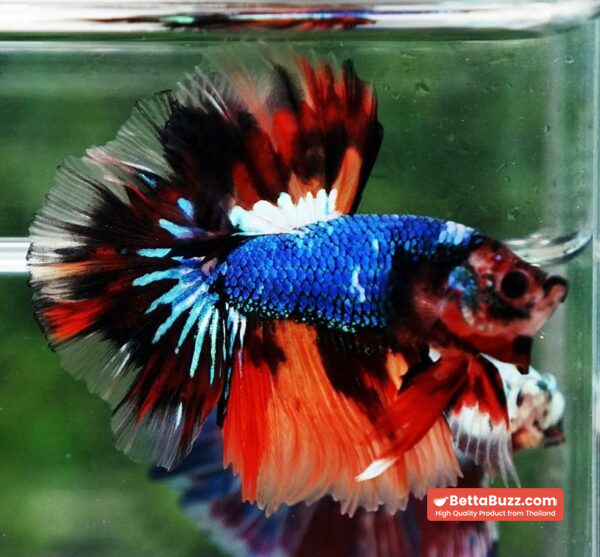 Betta fish OHM Multicolor Fancy Emerald - Image 6