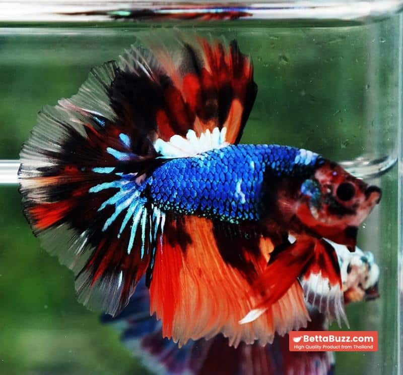 Betta fish OHM Multicolor Fancy Emerald - Image 6