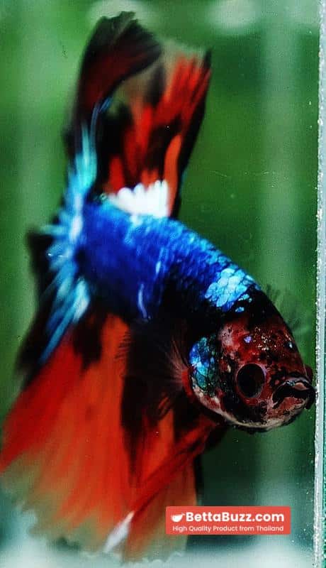Betta fish OHM Multicolor Fancy Emerald - Image 8