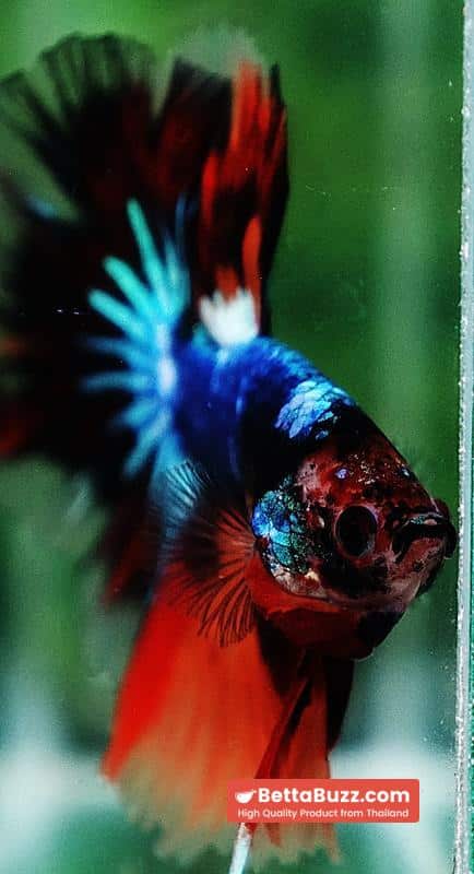 Betta fish OHM Multicolor Fancy Emerald - Image 9
