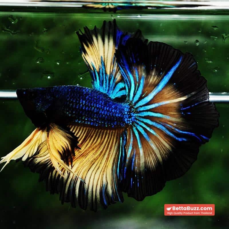Betta fish Blue Mustard Gas Black Ring Sky Hawk OHM - Image 5