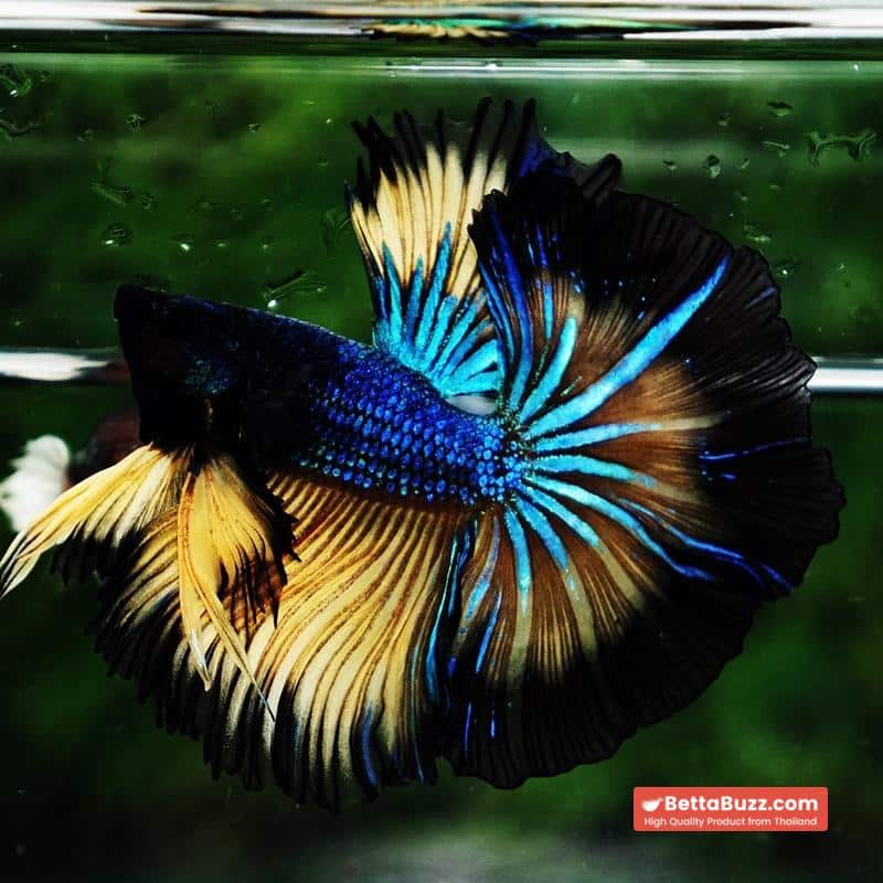 Betta fish Blue Mustard Gas Black Ring Sky Hawk OHM - Image 7