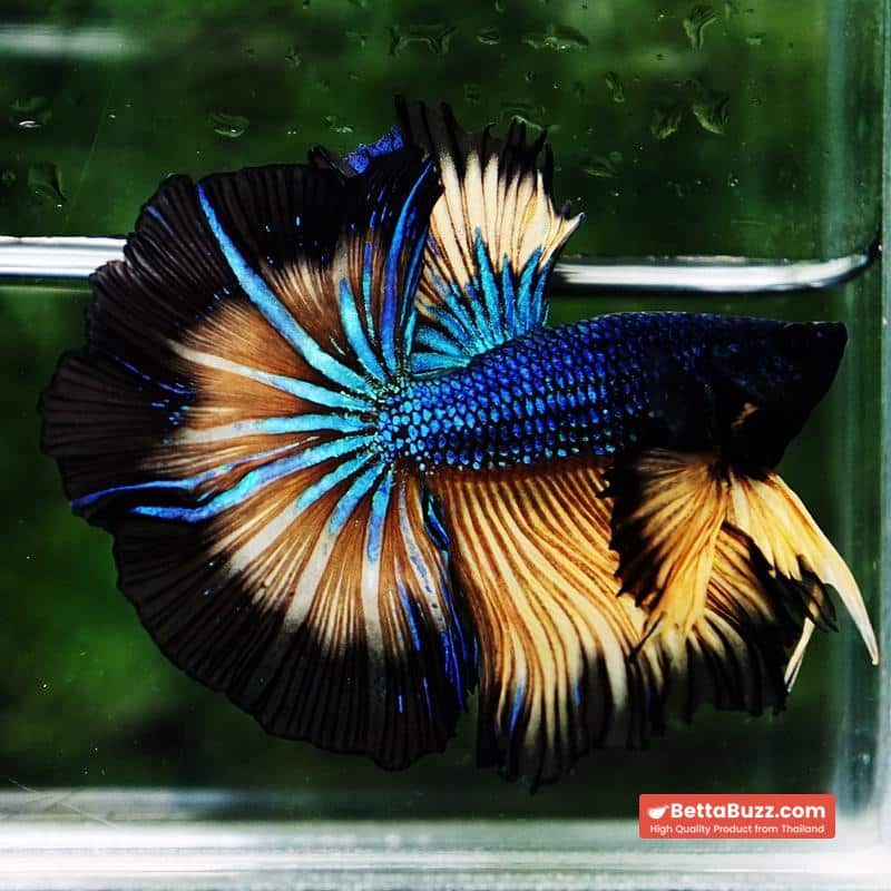 Betta fish Blue Mustard Gas Black Ring Sky Hawk OHM - Image 4