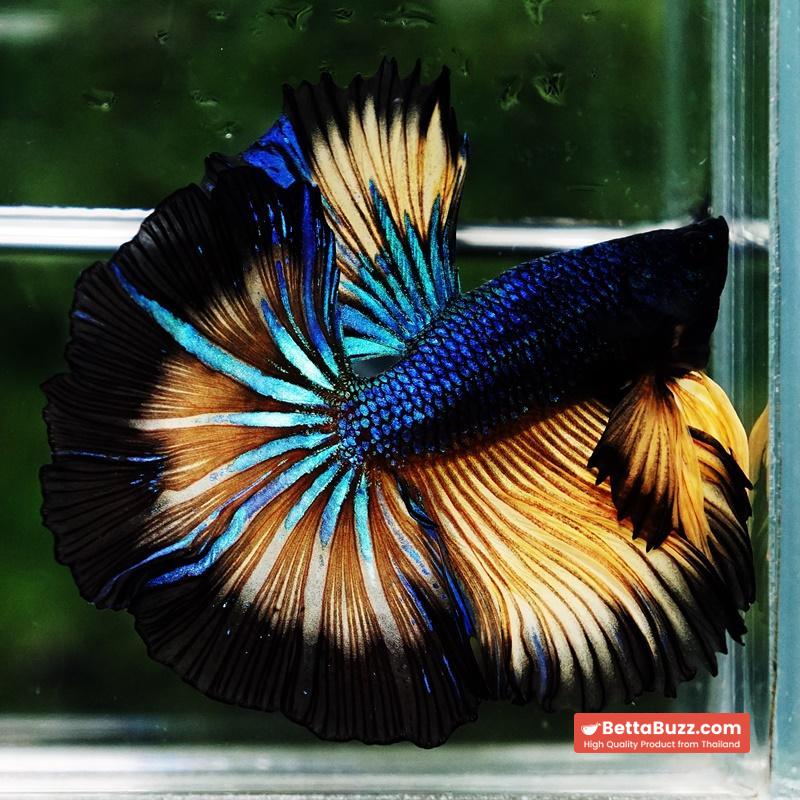Betta fish Blue Mustard Gas Black Ring Sky Hawk OHM - Image 6
