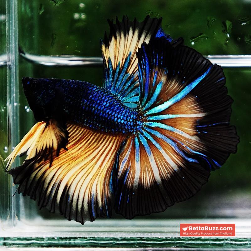 Betta fish Blue Mustard Gas Black Ring Sky Hawk OHM - Image 3