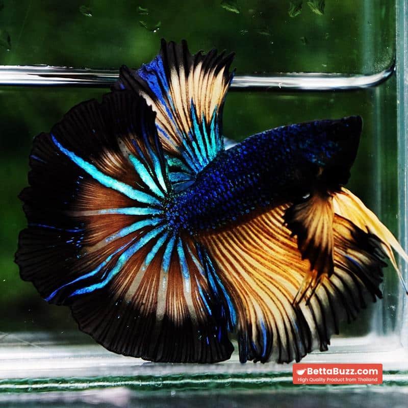 Betta fish Blue Mustard Gas Black Ring Sky Hawk OHM - Image 2