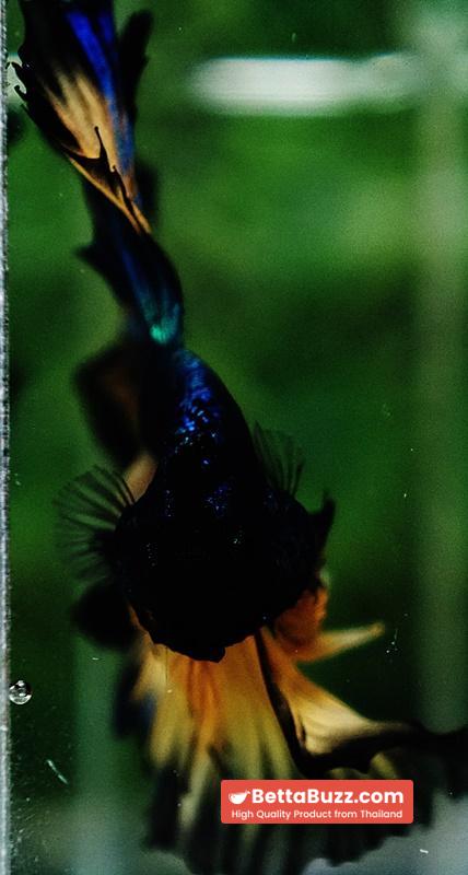Betta fish Blue Mustard Gas Black Ring Sky Hawk OHM - Image 8