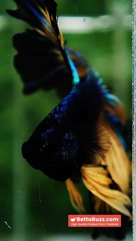 Betta fish Blue Mustard Gas Black Ring Sky Hawk OHM - Image 9