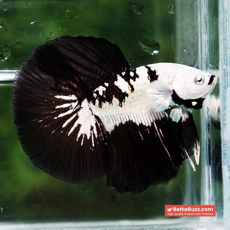 Betta fish Killer Shadow Black Star Samurai (Ultra Rare) HM - Image 3