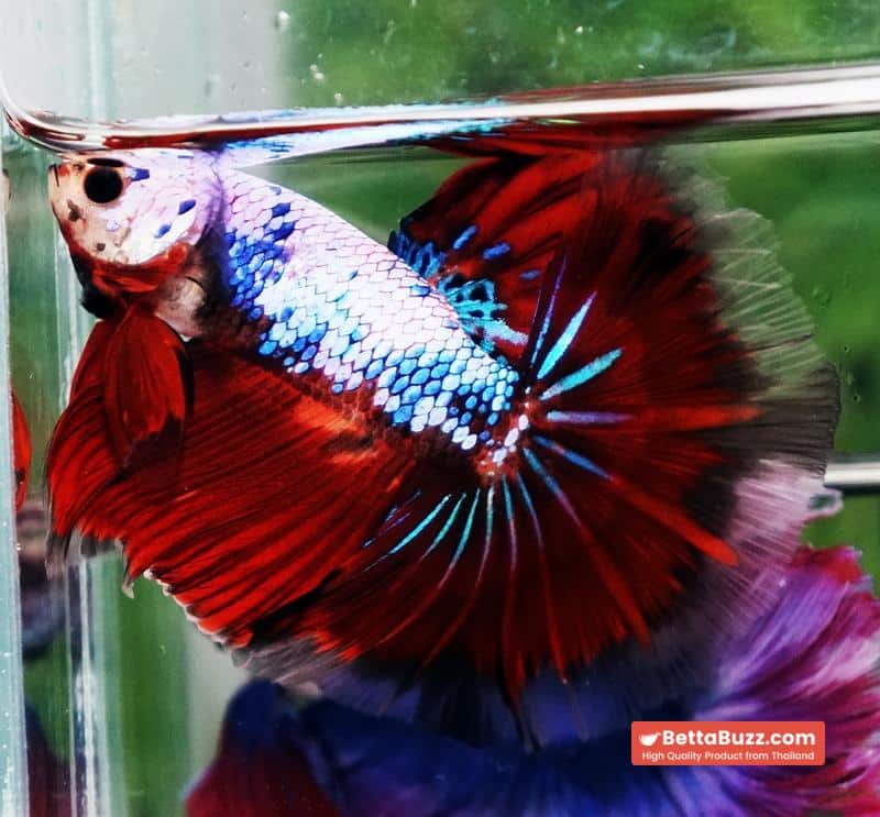 Betta fish Fancy Red Evil Ring tail OHM - Image 5