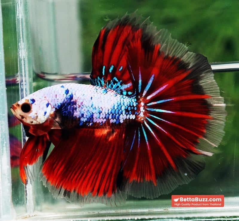 Betta fish Fancy Red Evil Ring tail OHM - Image 4