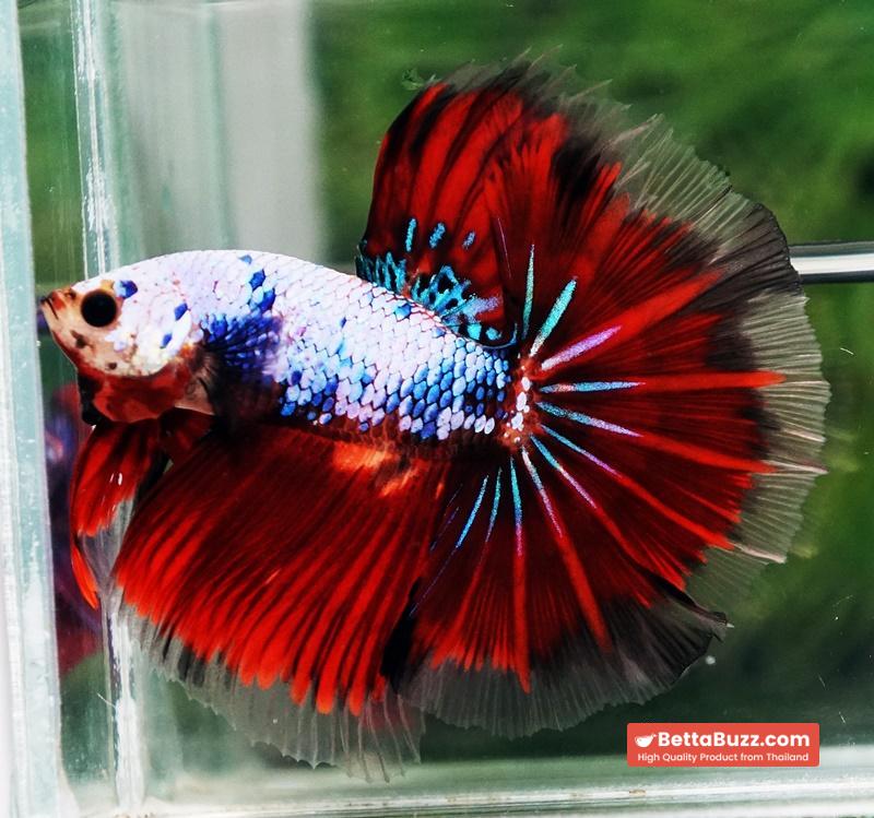 Betta fish Fancy Red Evil Ring tail OHM - Image 2