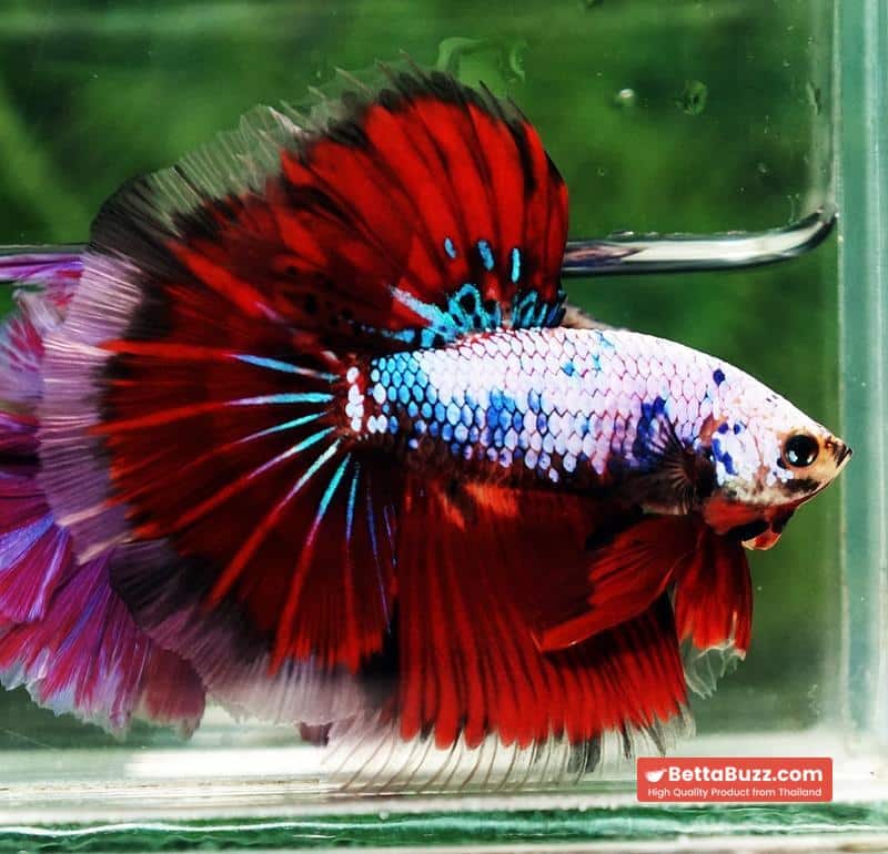 Betta fish Fancy Red Evil Ring tail OHM - Image 6