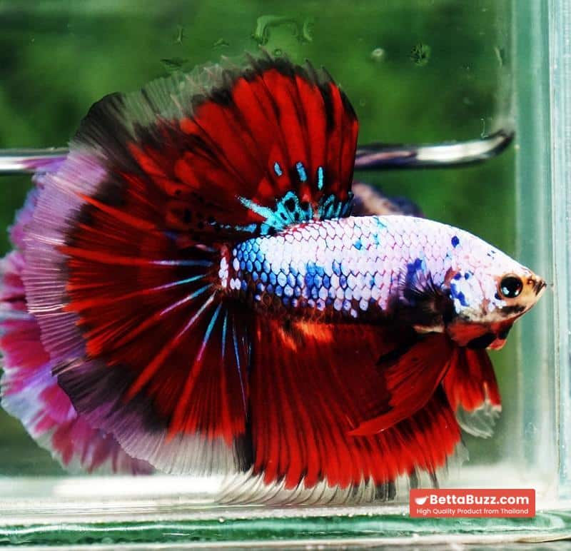 Betta fish Fancy Red Evil Ring tail OHM - Image 3
