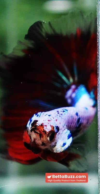 Betta fish Fancy Red Evil Ring tail OHM - Image 7
