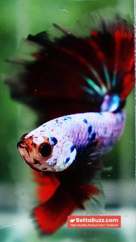 Betta fish Fancy Red Evil Ring tail OHM - Image 8