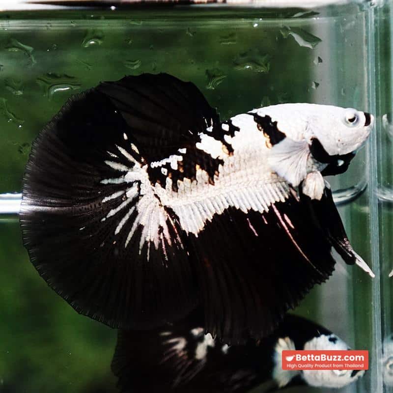 Betta fish Killer Shadow Black Star Samurai (Ultra Rare) HM - Image 5