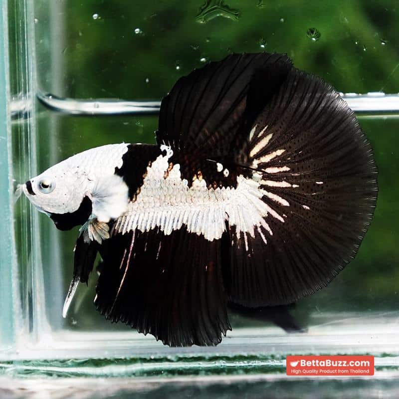 Betta fish Killer Shadow Black Star Samurai (Ultra Rare) HM - Image 4