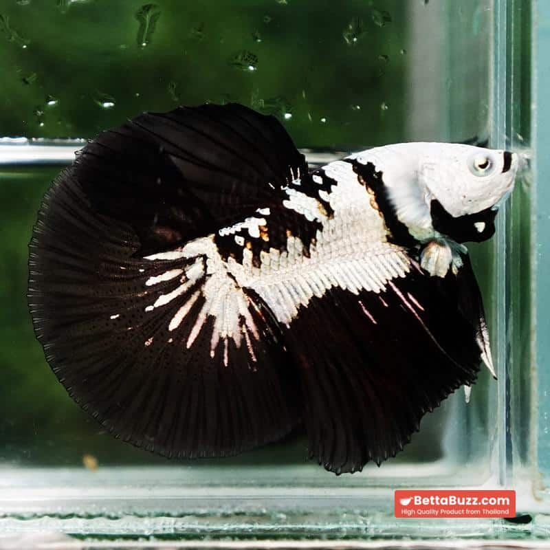 Betta fish Killer Shadow Black Star Samurai (Ultra Rare) HM - Image 8