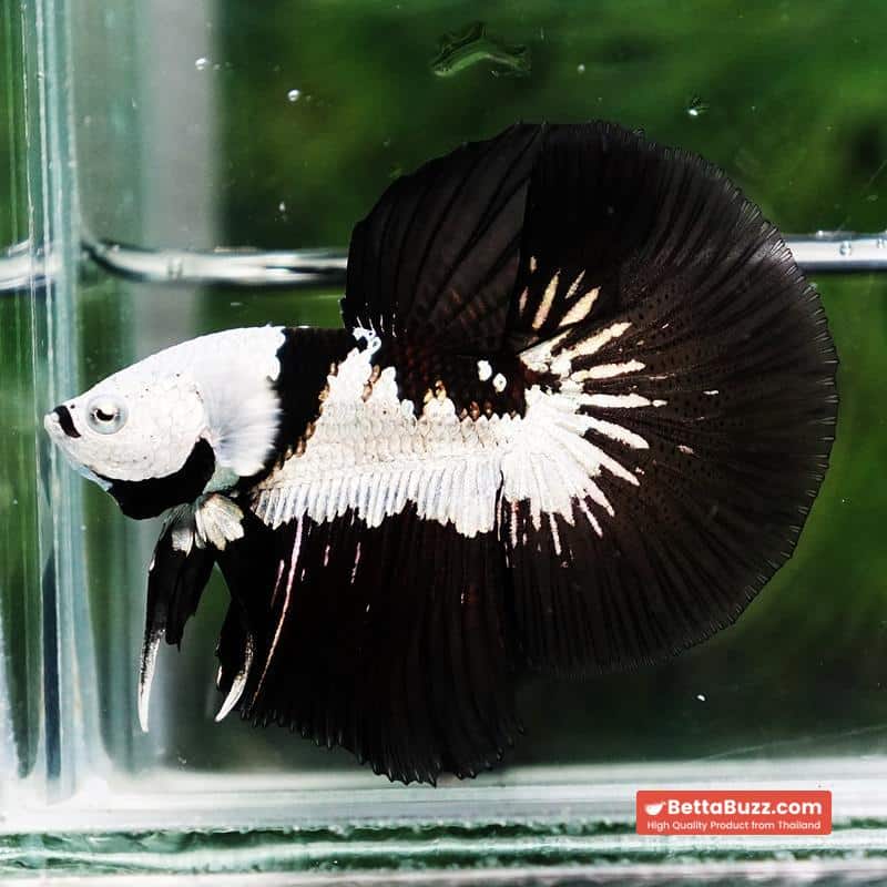 Betta fish Killer Shadow Black Star Samurai (Ultra Rare) HM - Image 2