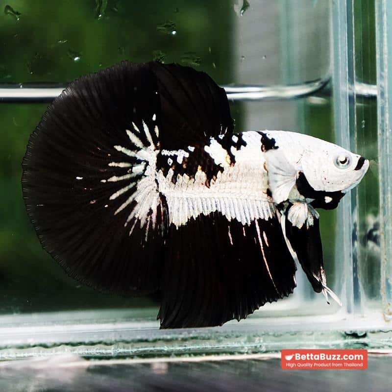 Betta fish Killer Shadow Black Star Samurai (Ultra Rare) HM - Image 7