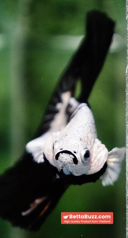 Betta fish Killer Shadow Black Star Samurai (Ultra Rare) HM - Image 9