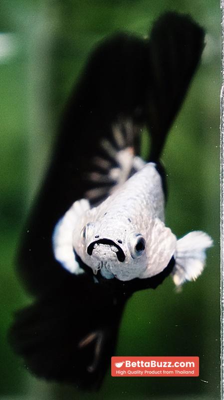 Betta fish Killer Shadow Black Star Samurai (Ultra Rare) HM - Image 10