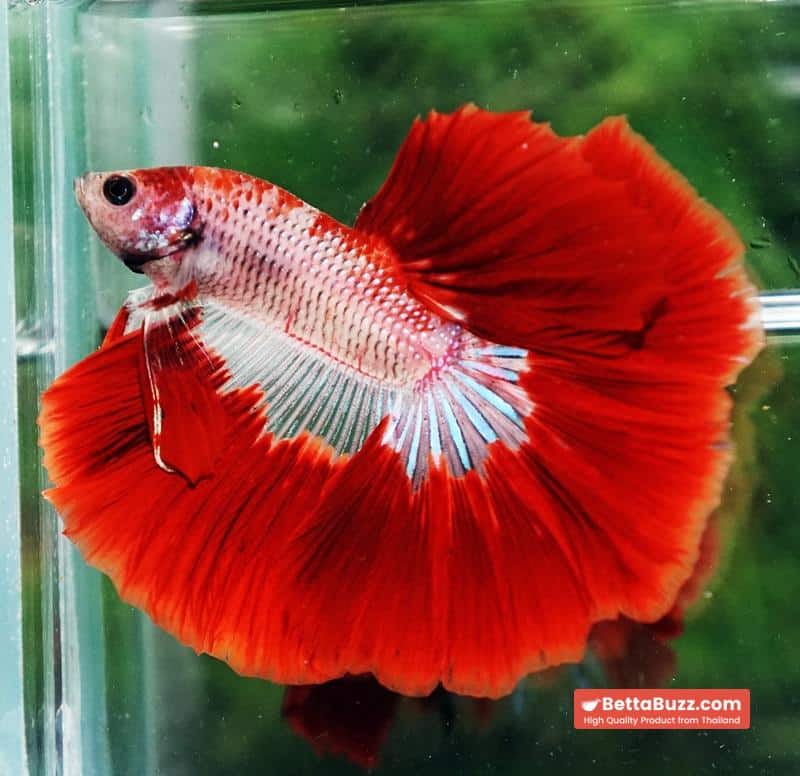 Betta fish Red Bloodworm Caraxes HM - Image 3