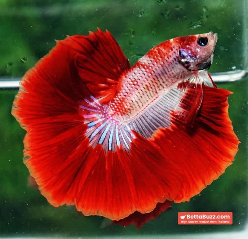 Betta fish Red Bloodworm Caraxes HM - Image 4