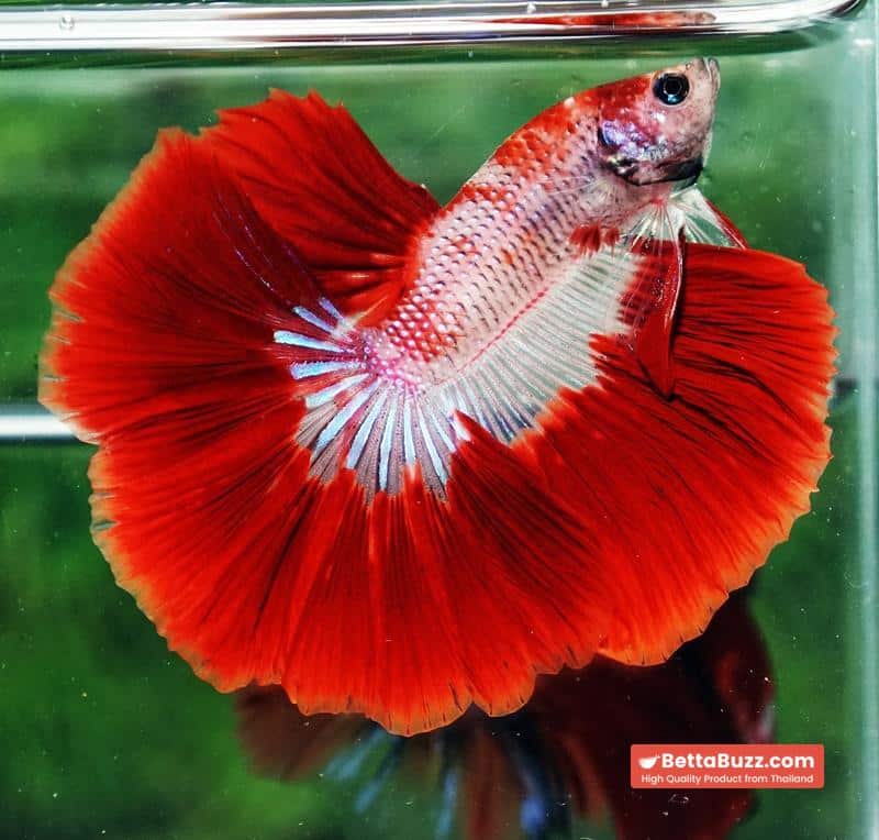Betta fish Red Bloodworm Caraxes HM - Image 2