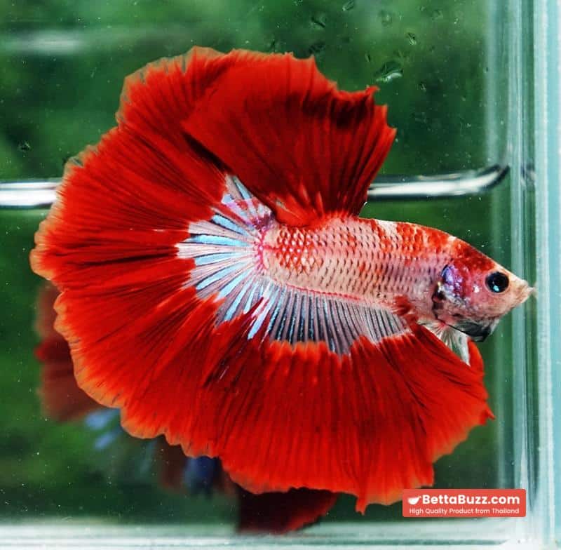Betta fish Red Bloodworm Caraxes HM - Image 5
