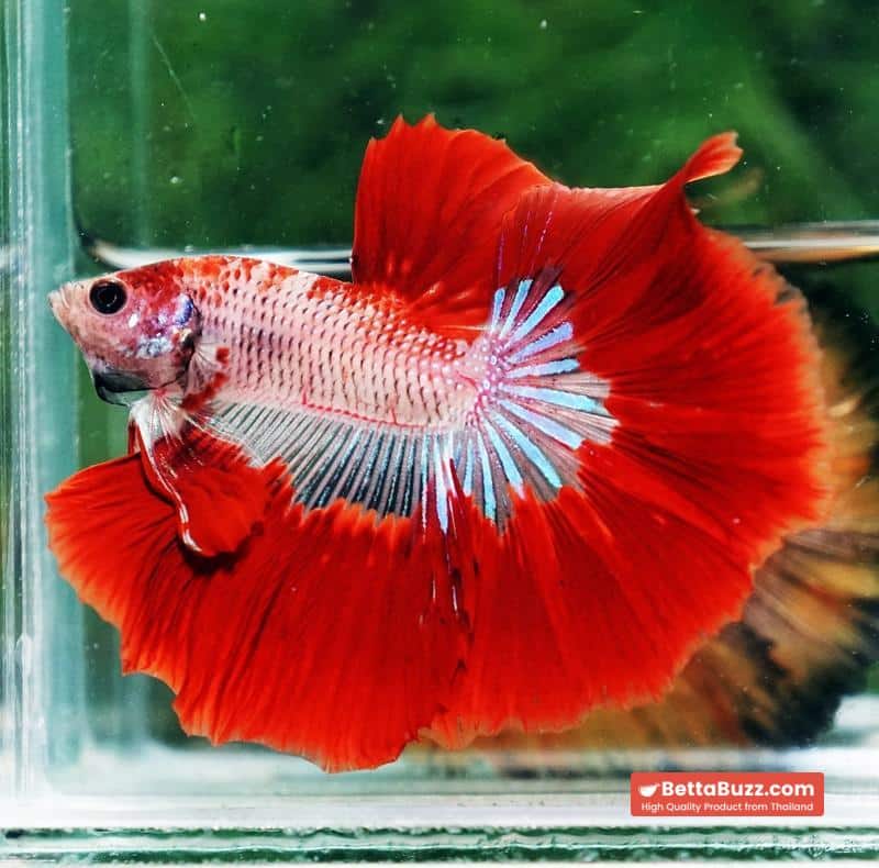 Betta fish Red Bloodworm Caraxes HM - Image 6