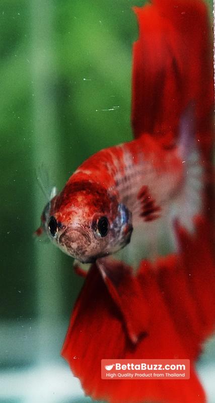 Betta fish Red Bloodworm Caraxes HM - Image 7