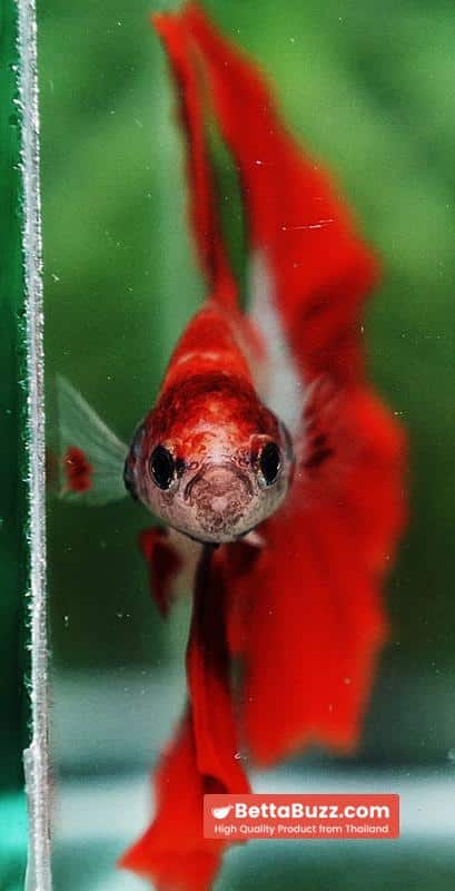 Betta fish Red Bloodworm Caraxes HM - Image 8