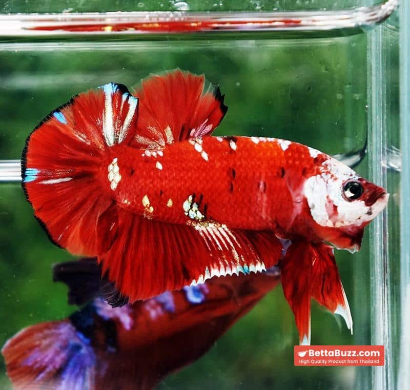 Betta fish Giant Helmet Kujaku Koi HMPK - Image 3