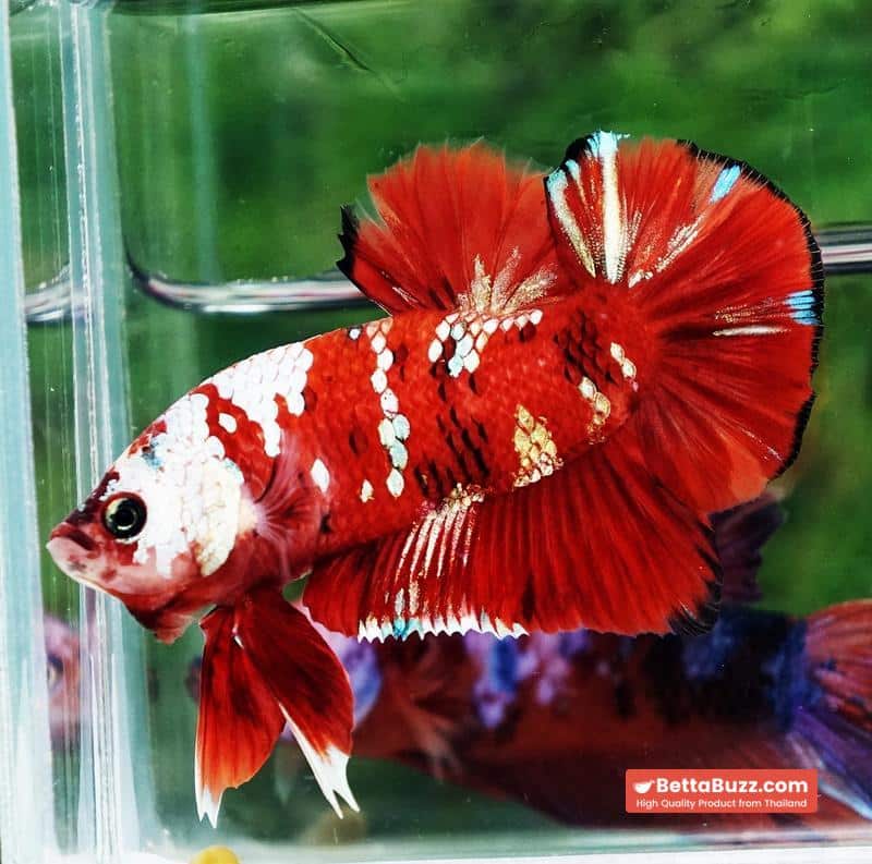 Betta fish Giant Helmet Kujaku Koi HMPK - Image 2