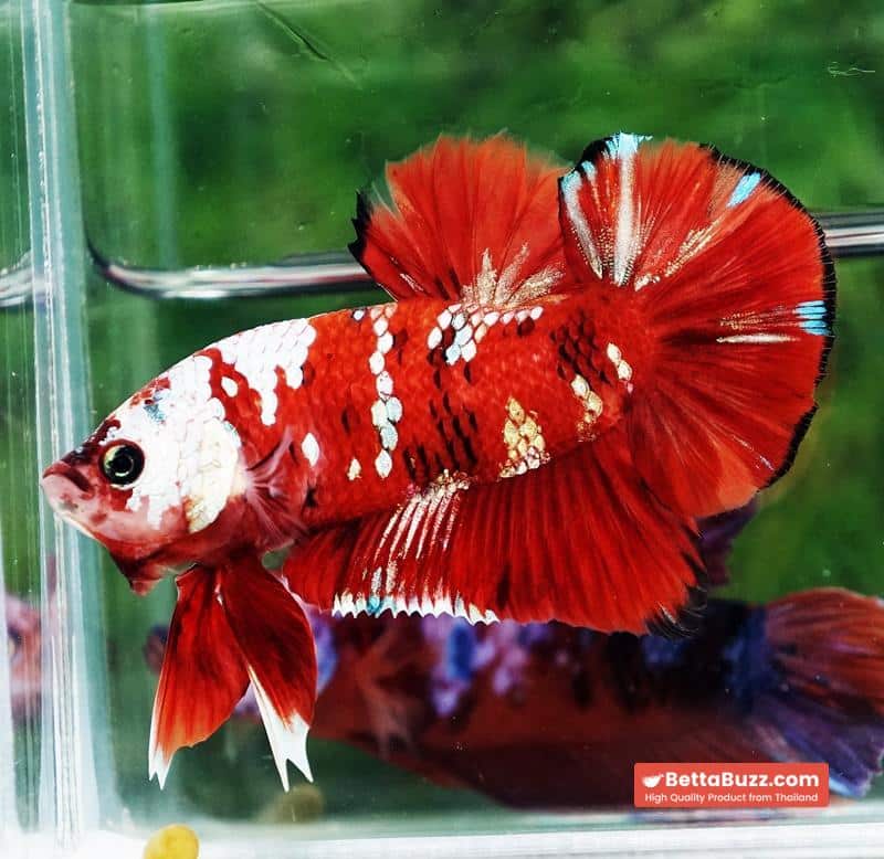 Betta fish Giant Helmet Kujaku Koi HMPK - Image 6