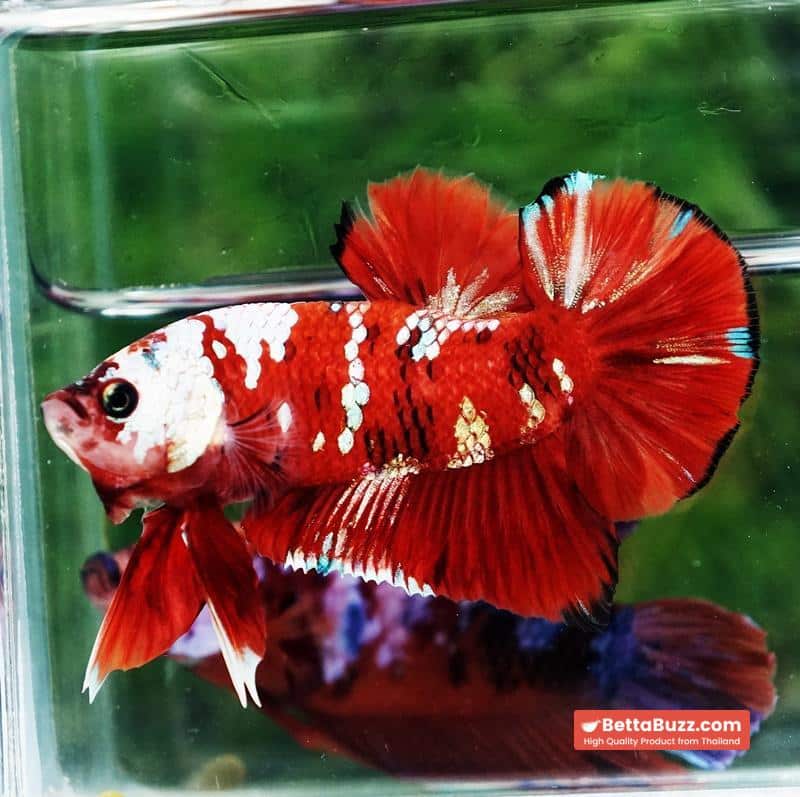 Betta fish Giant Helmet Kujaku Koi HMPK - Image 4