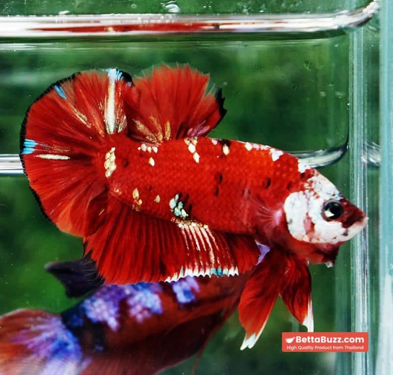 Betta fish Giant Helmet Kujaku Koi HMPK - Image 5