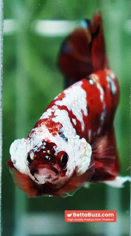 Betta fish Giant Helmet Kujaku Koi HMPK - Image 7